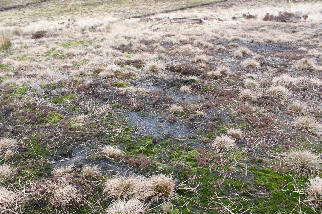 Bare peat near grouse butt, Walshaw Moor Estate, March 2016