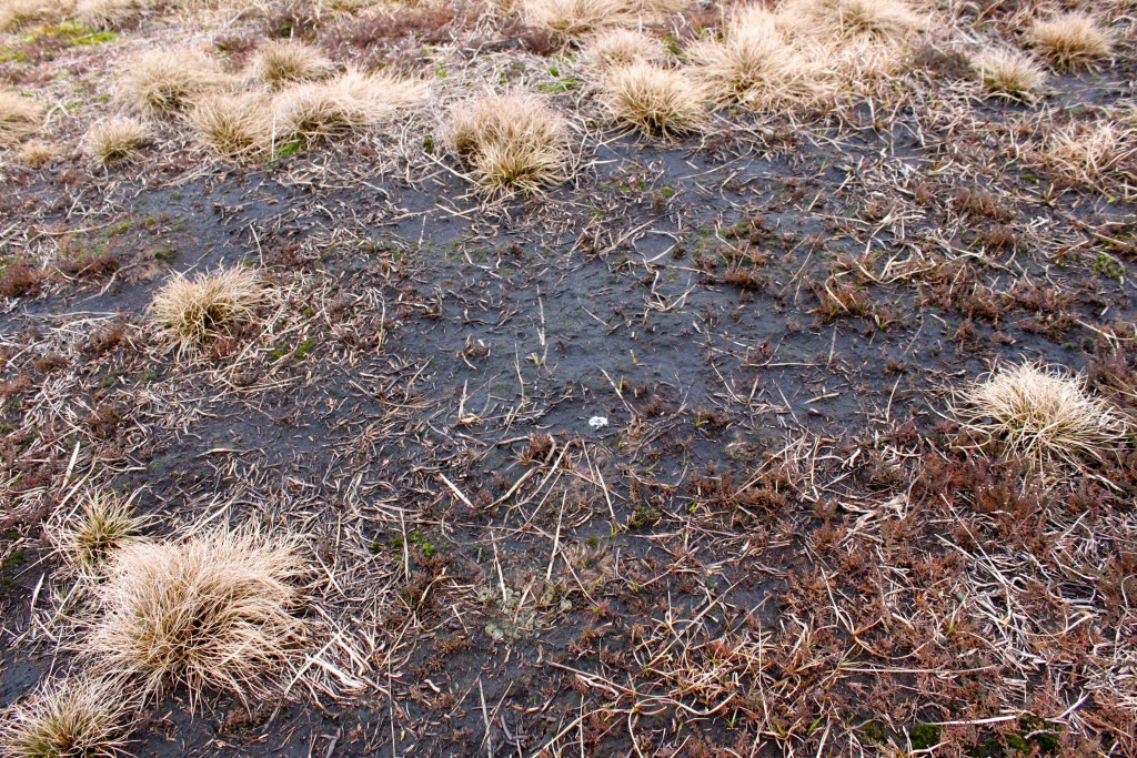 2-bare-peat-close_nr-butt-ditch_lores