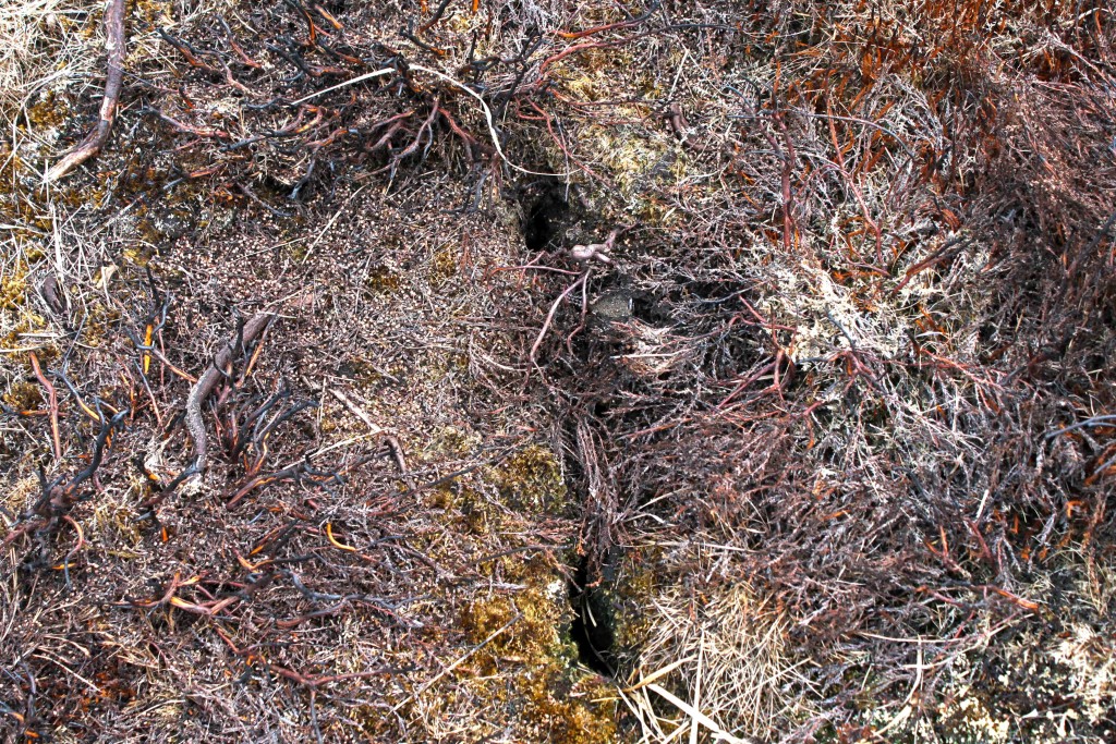 Cracked peat in recent burn patch