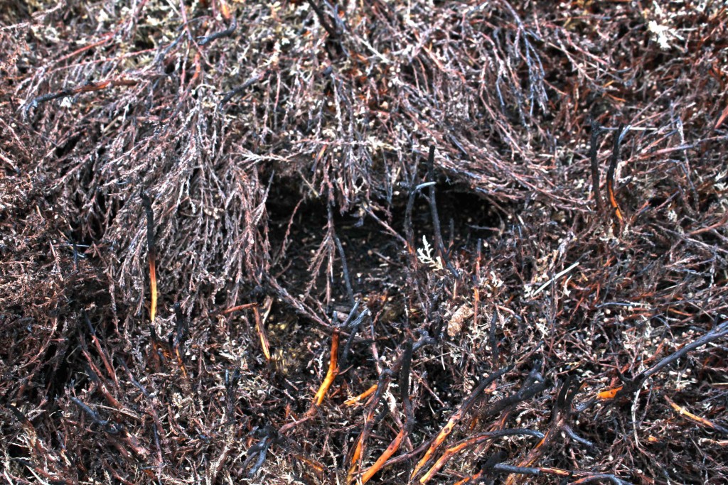 Exposed peat in recent burn patch