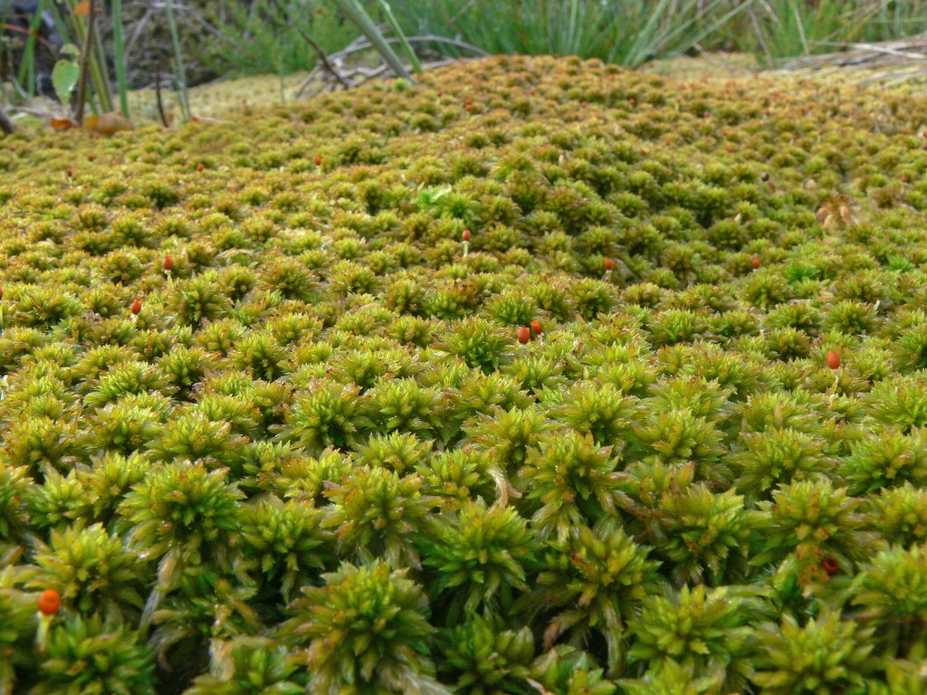 Carpet of healthy sphagnum (not on Heather Hill)