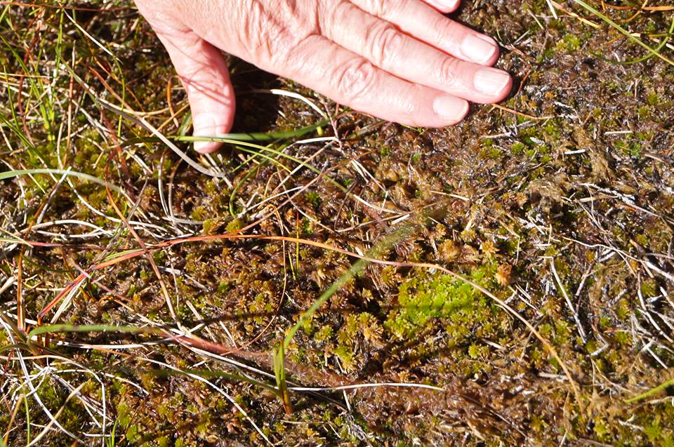 Sad looking withered patch of sphagnum - Photo Ute Kelly 
