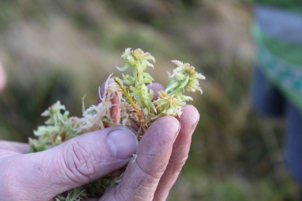 Sphagnum is self-spreading - this is from an area that was sheep sward but since stocking with cattle has become a variegated habitat