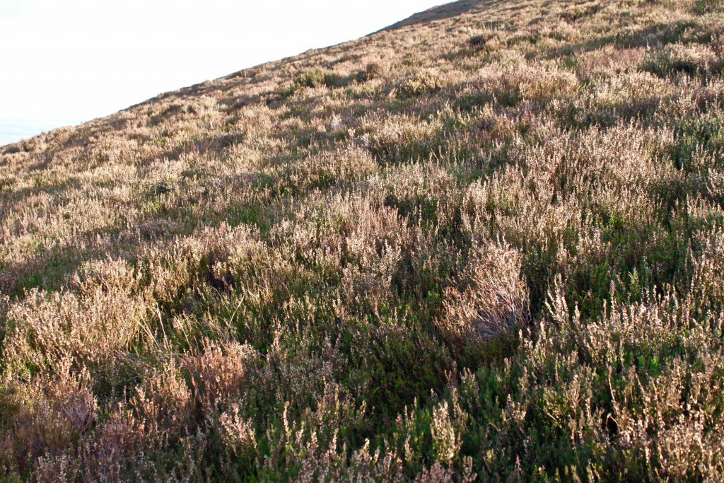 hillside cut heather_lores