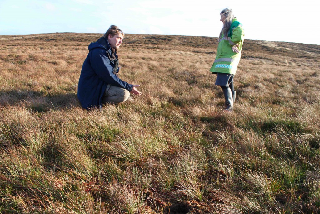 Where the heather has been cut grassland, small shrubs and sphagnum have regenerated themselves