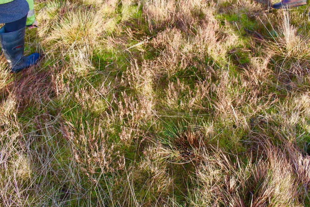 Mixed plants on hilltop where heather has been cut