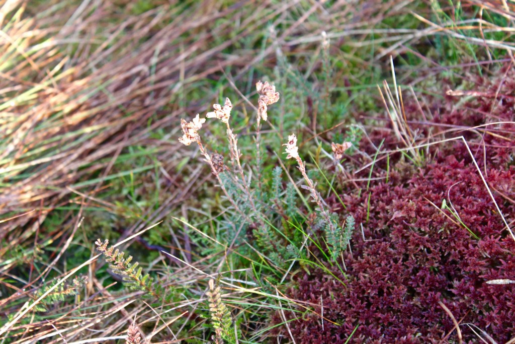 Red sphagnum and (I think) a type of heather called Erica tetralix