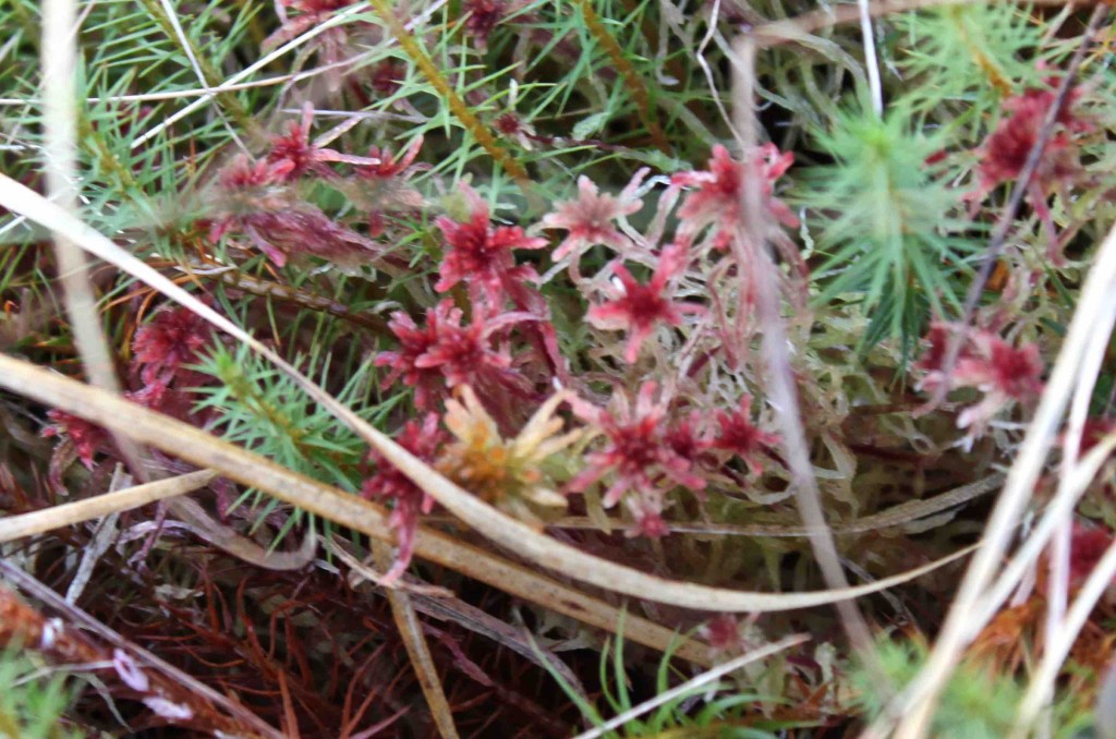 Red sphagnum - who knew? I thought there was only one sort of sphagnum - it turns out there are many at Geltsdale
