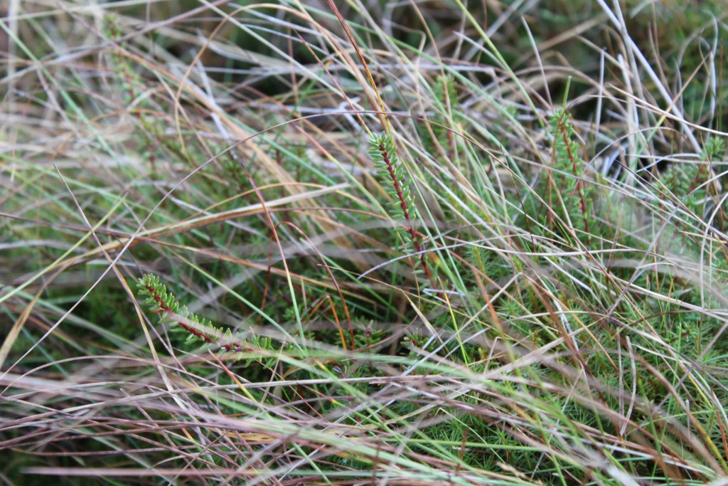 Small shrubs among the grassland after heather cutting